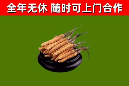 版纳回收冬虫夏草